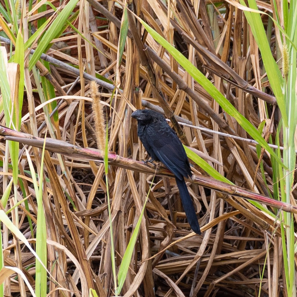 Smooth-billed Ani - Victor Pássaro