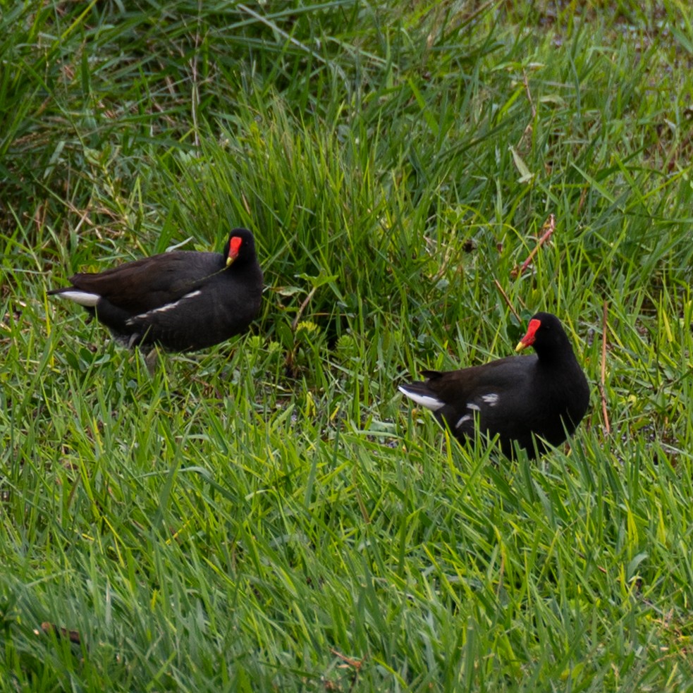 Gallinule d'Amérique - ML473589801