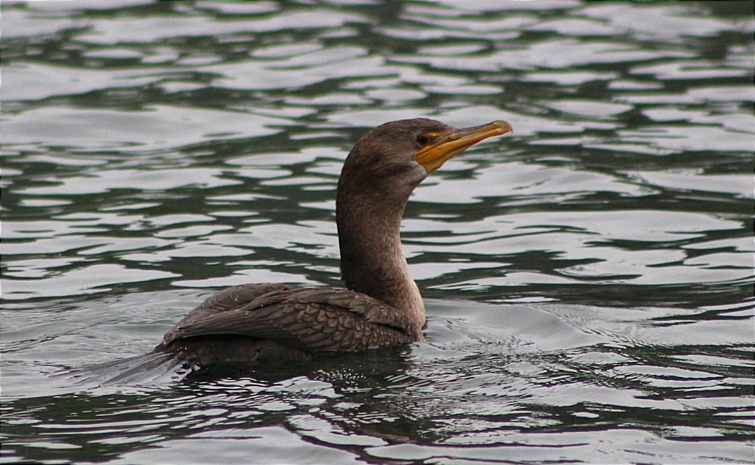 Double-crested Cormorant - ML473589861