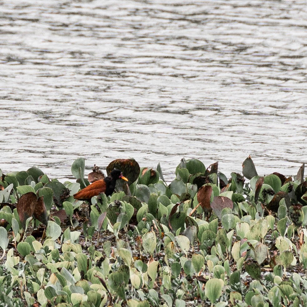 Wattled Jacana - Victor Pássaro