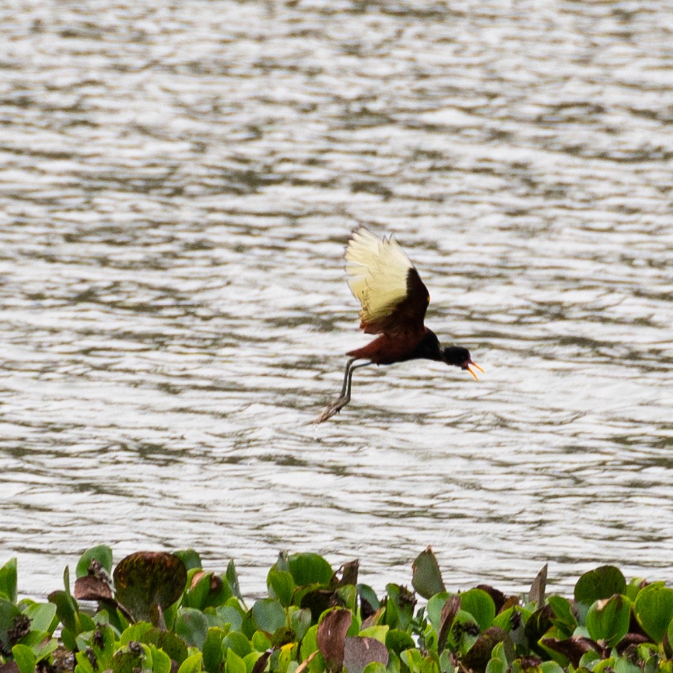 Wattled Jacana - Victor Pássaro