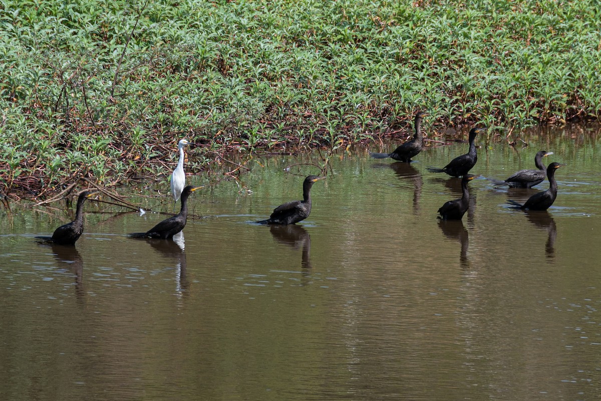 Neotropic Cormorant - ML473589981