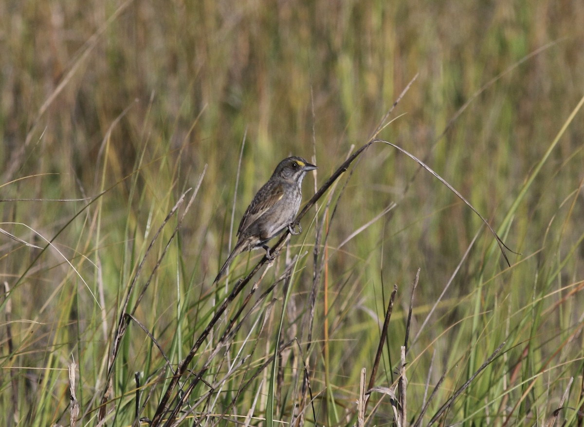 Seaside Sparrow - Jamie Adams