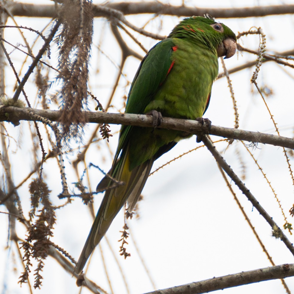 White-eyed Parakeet - Victor Pássaro