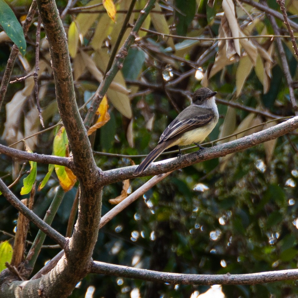 Tropical Kingbird - Victor Pássaro
