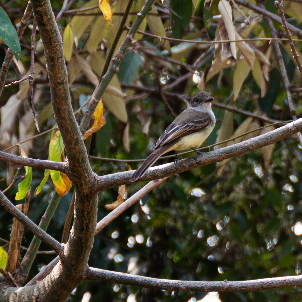 Tropical Kingbird - Victor Pássaro