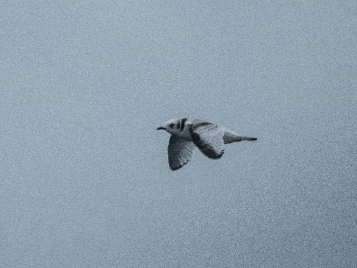 Black-legged Kittiwake - ML473590461