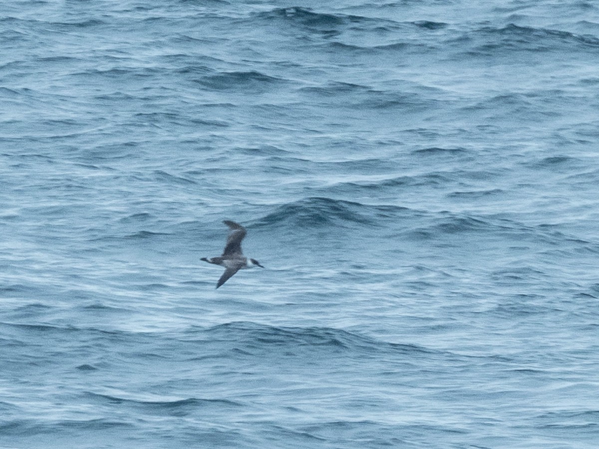 Great Shearwater - ML473590491