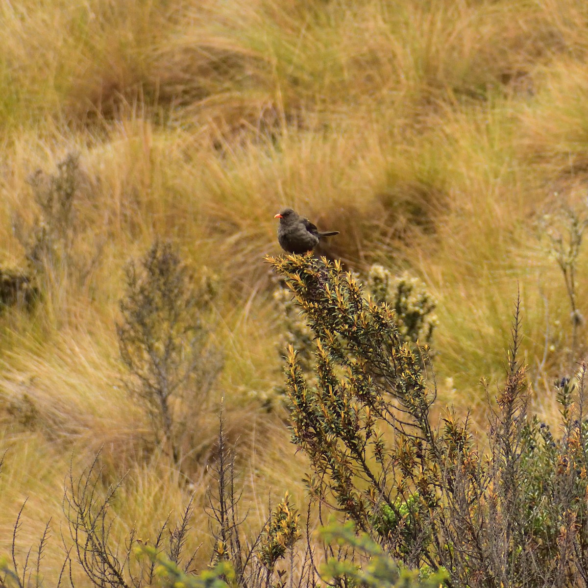 Great Thrush - Alexander S