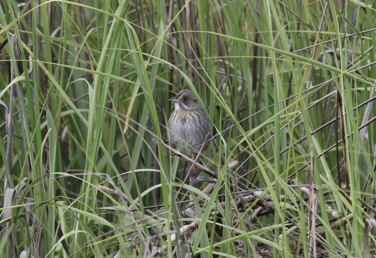 Seaside Sparrow - Jamie Adams