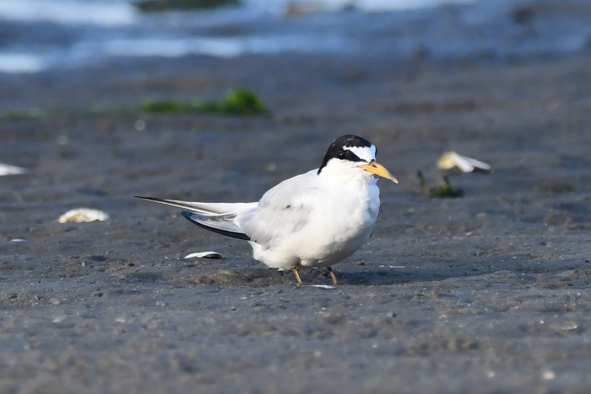 Least Tern - ML473593031