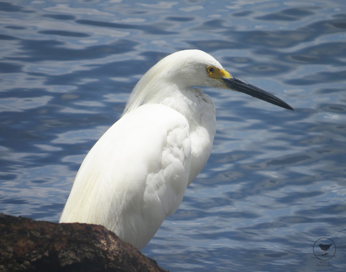 Snowy Egret - Gustavo Contreras Cuevas