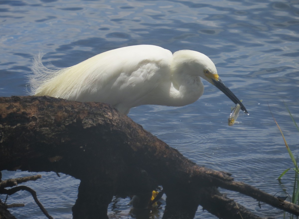 Snowy Egret - ML473593511