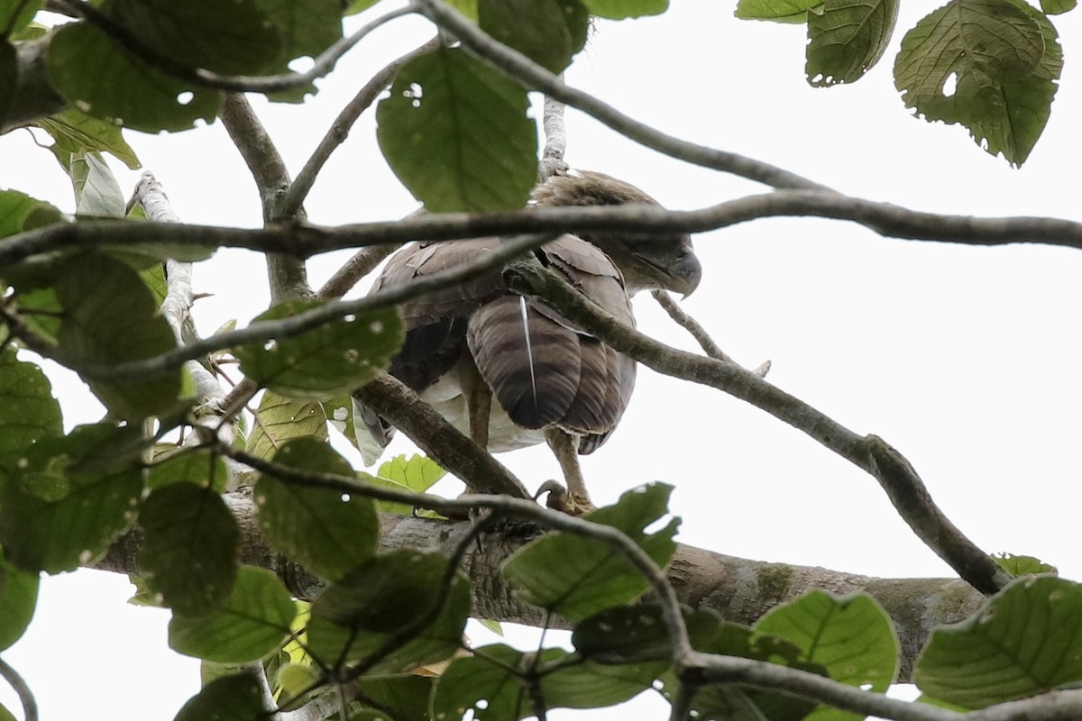 New Guinea Eagle - ML473593521