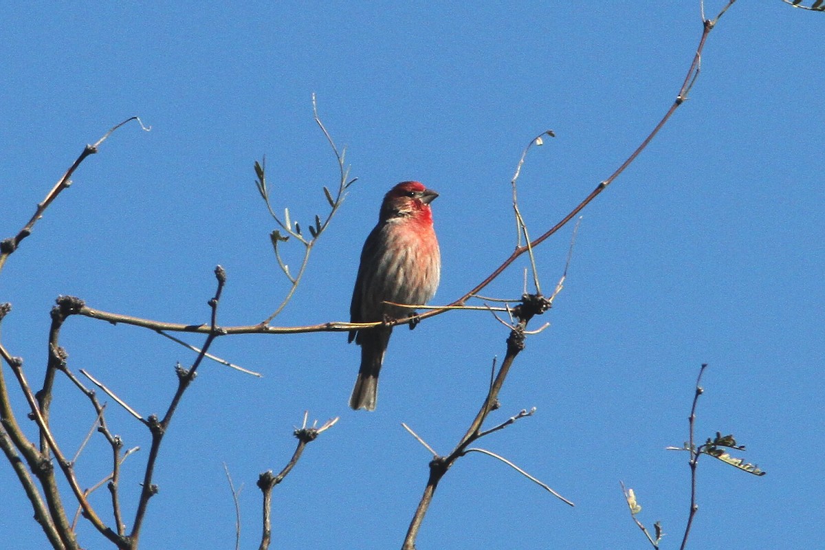 House Finch - ML47359381