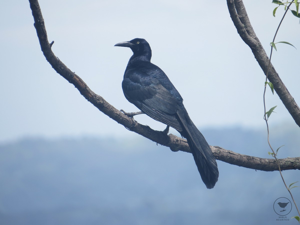 Great-tailed Grackle - Gustavo Contreras Cuevas