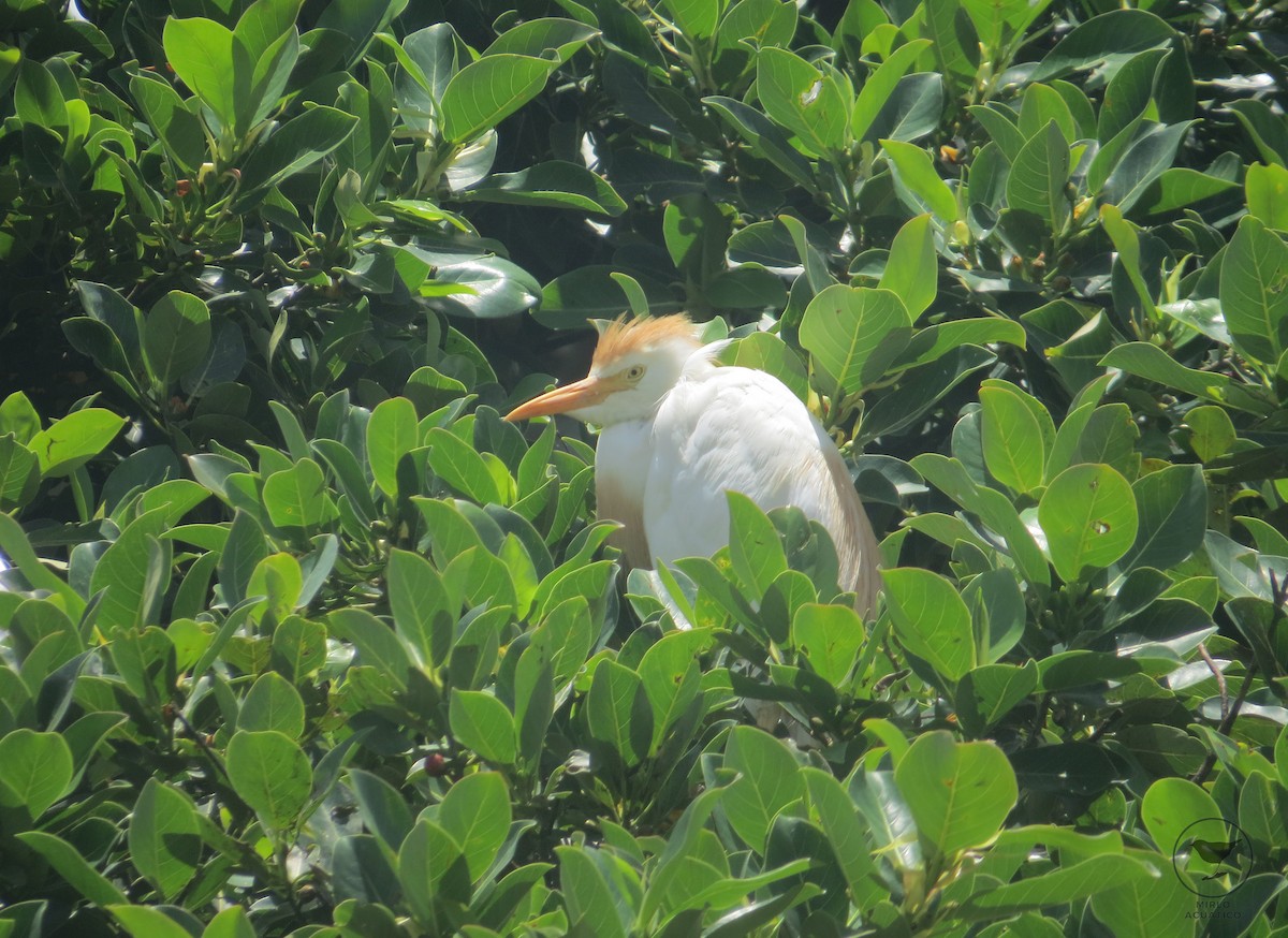 Western Cattle Egret - Gustavo Contreras Cuevas