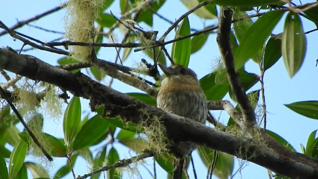 Western Striolated-Puffbird - ML473595261