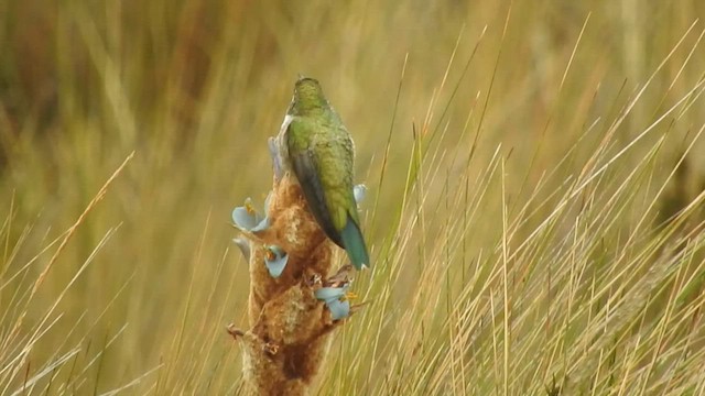 Green-headed Hillstar - ML473595961