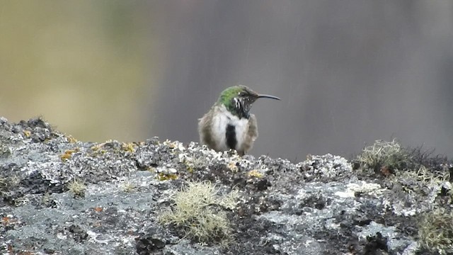 Green-headed Hillstar - ML473595971