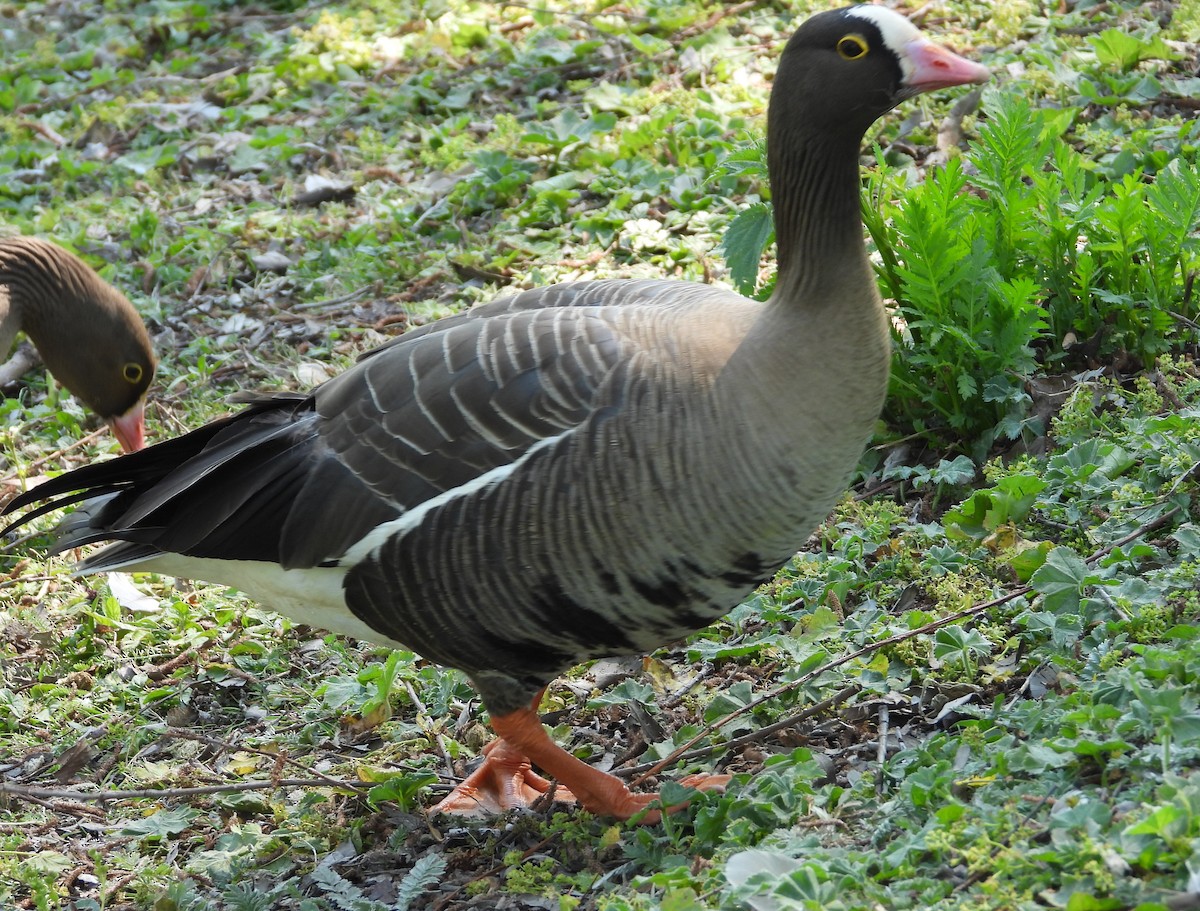 Lesser White-fronted Goose - Morten Winther Dahl