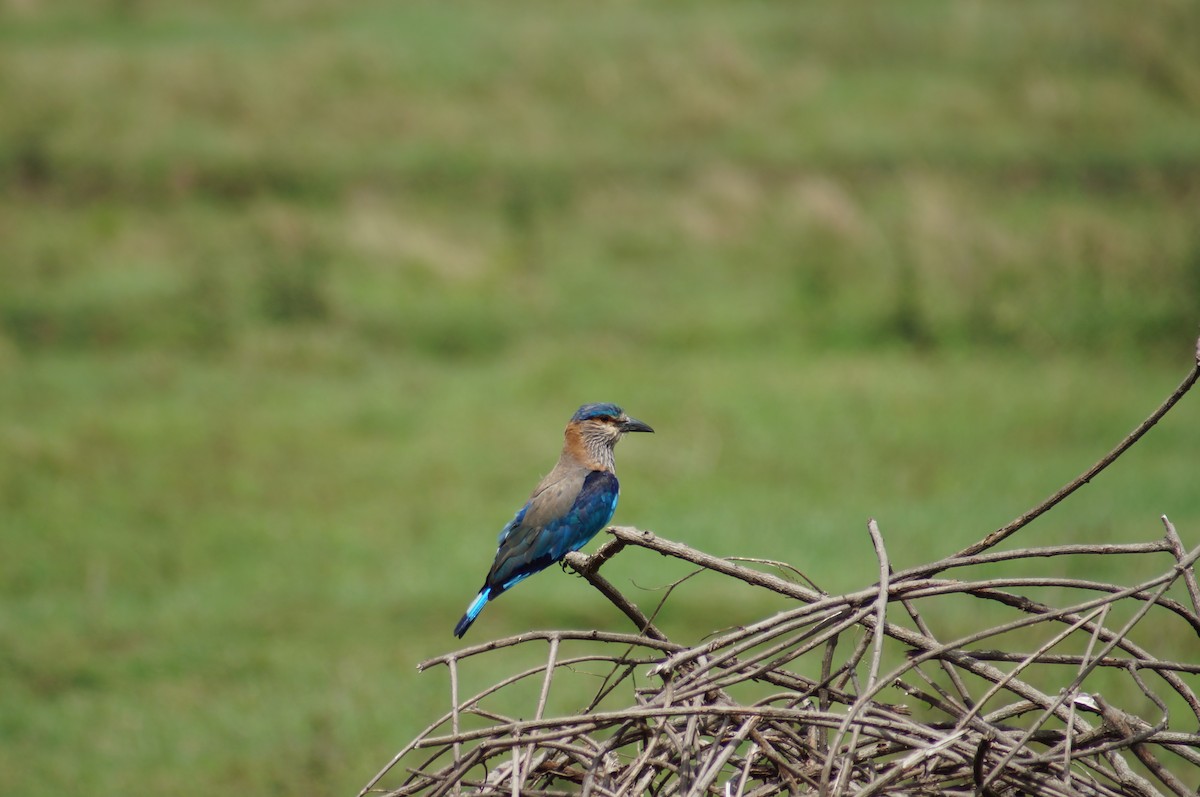 Indian Roller - Rashmi Bopitiya