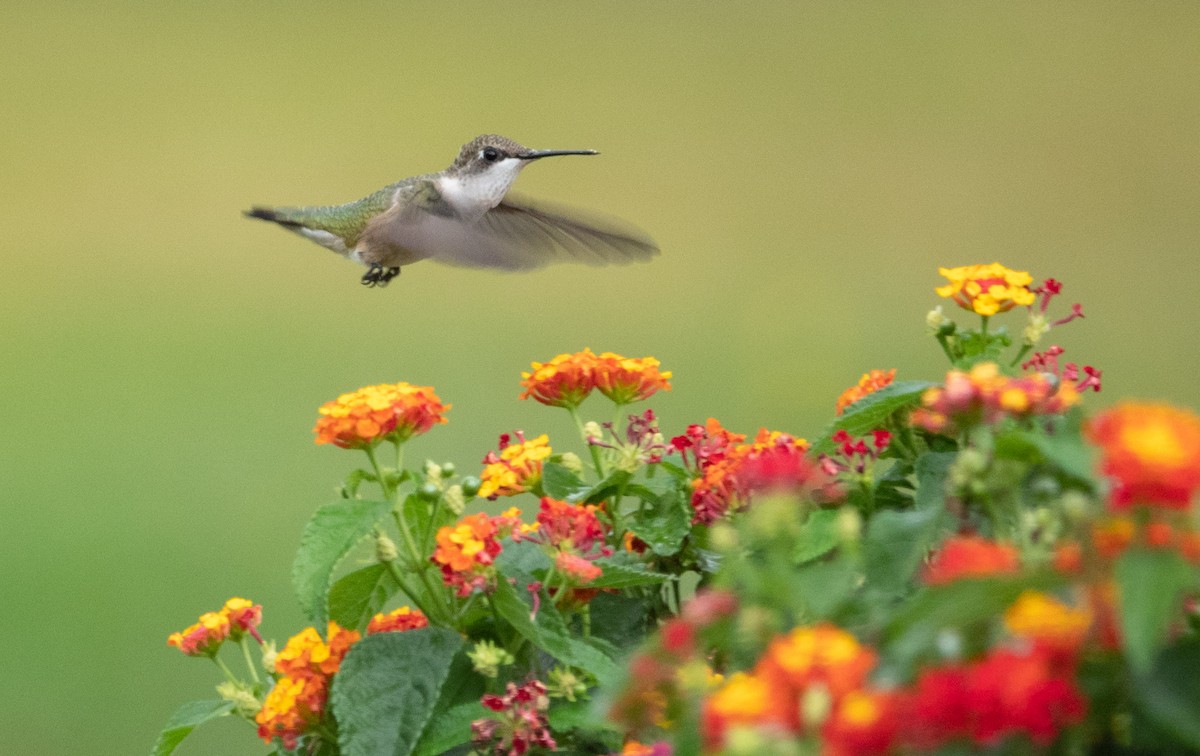 Ruby-throated Hummingbird - Gale VerHague