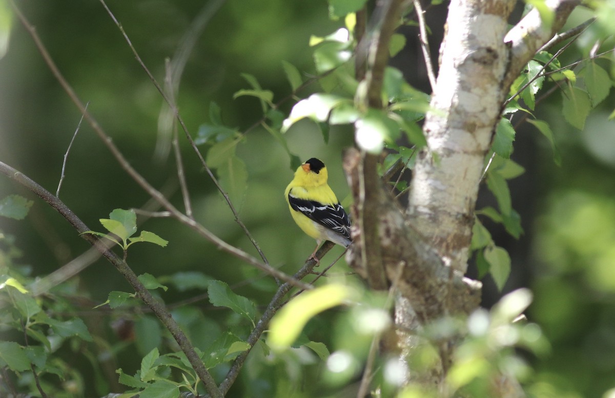 American Goldfinch - ML473599321