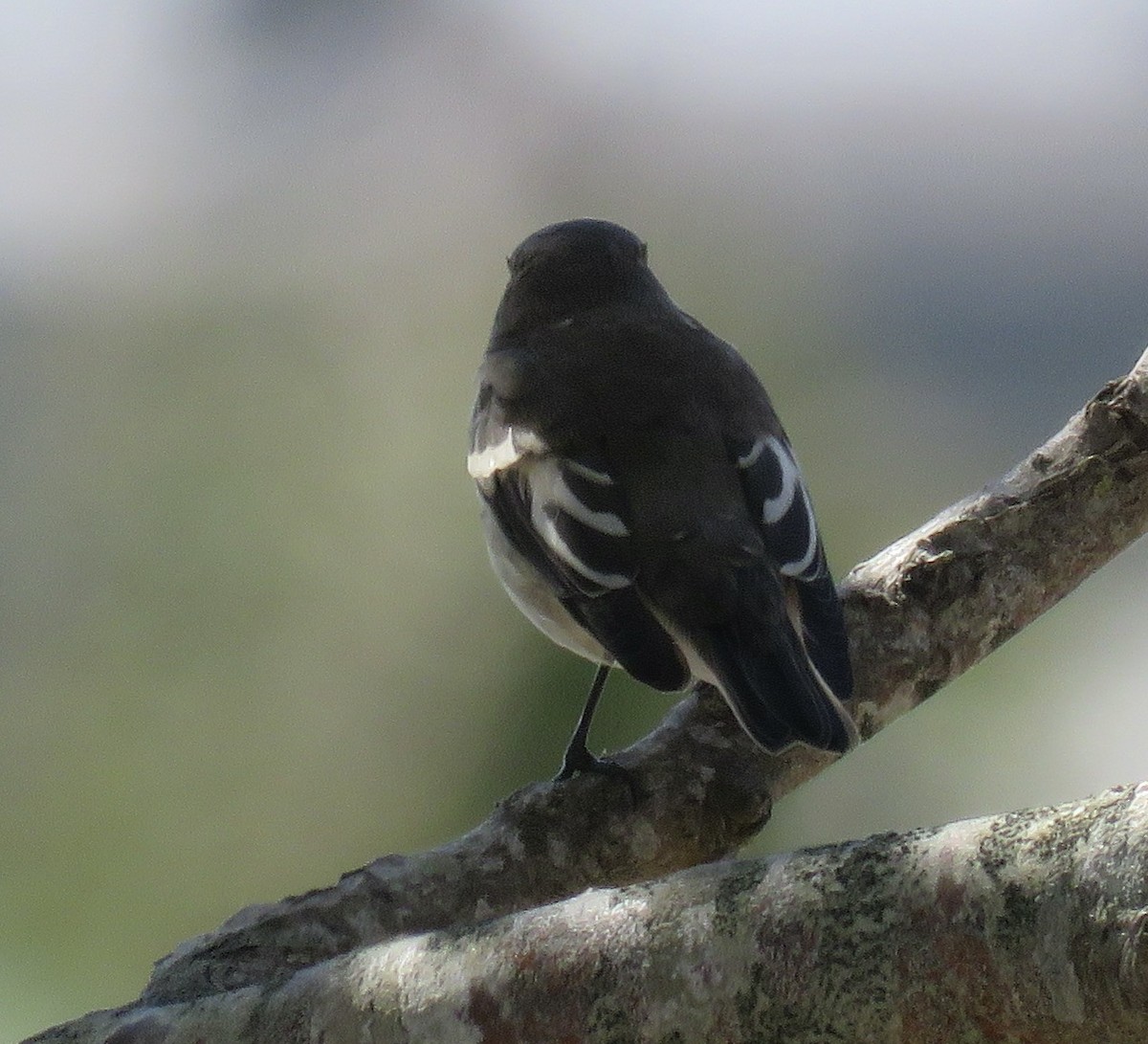 European Pied Flycatcher - ML473599471