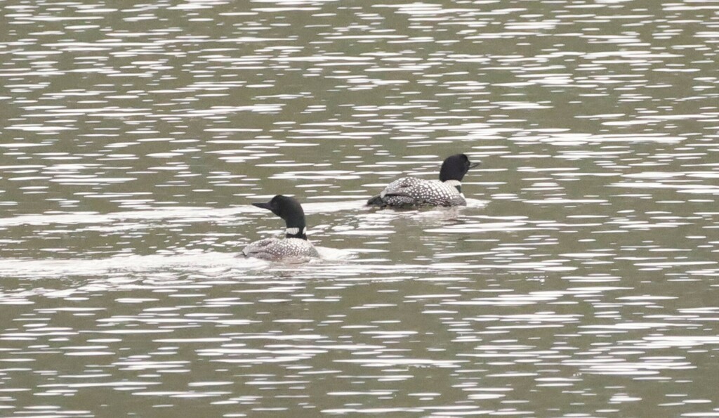 Common Loon - ML473599931