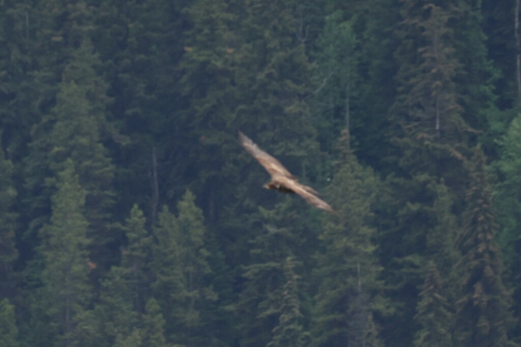 Bald Eagle - ML473599961