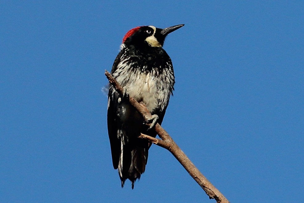 Acorn Woodpecker - Jeffrey Fenwick