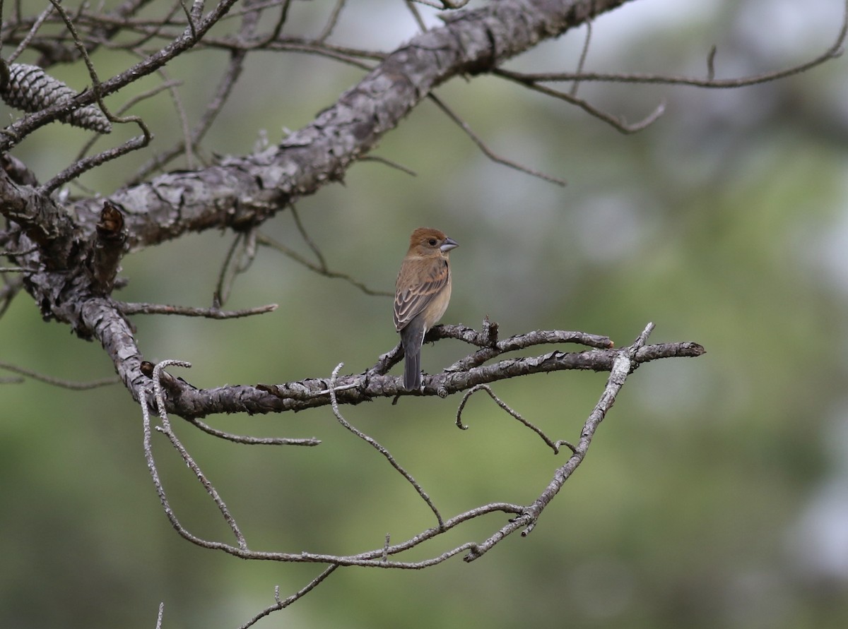 Blue Grosbeak - Jamie Adams