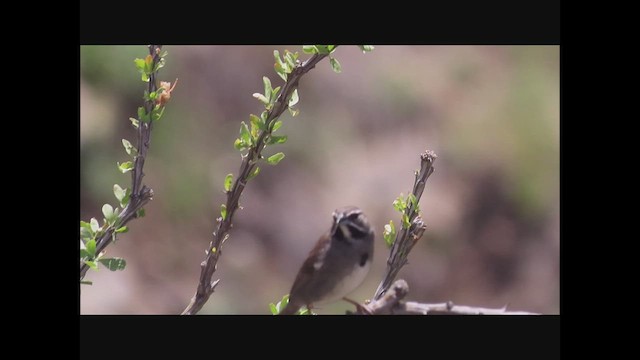 Five-striped Sparrow - ML473603721