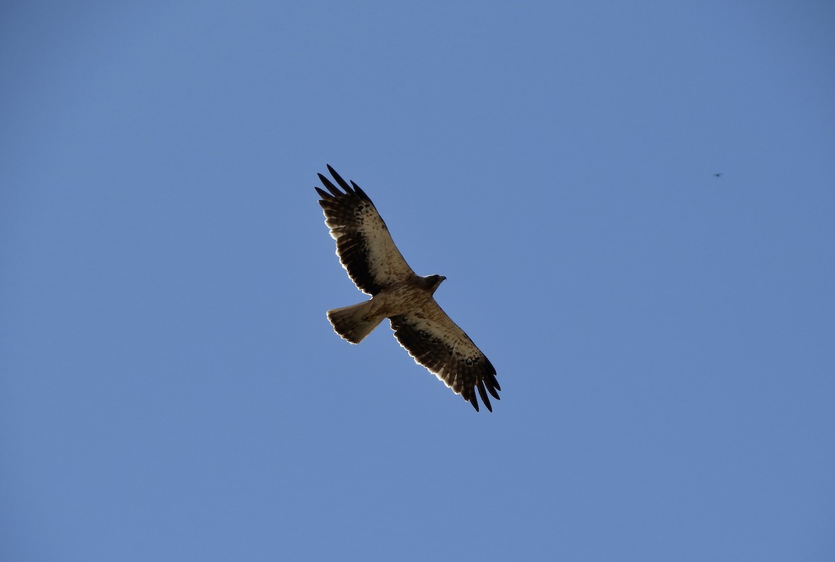 Booted Eagle - ML473604321