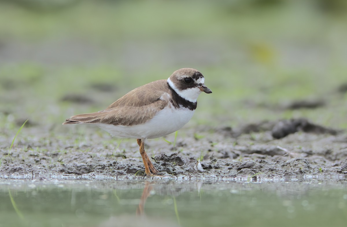 Semipalmated Plover - ML473604351