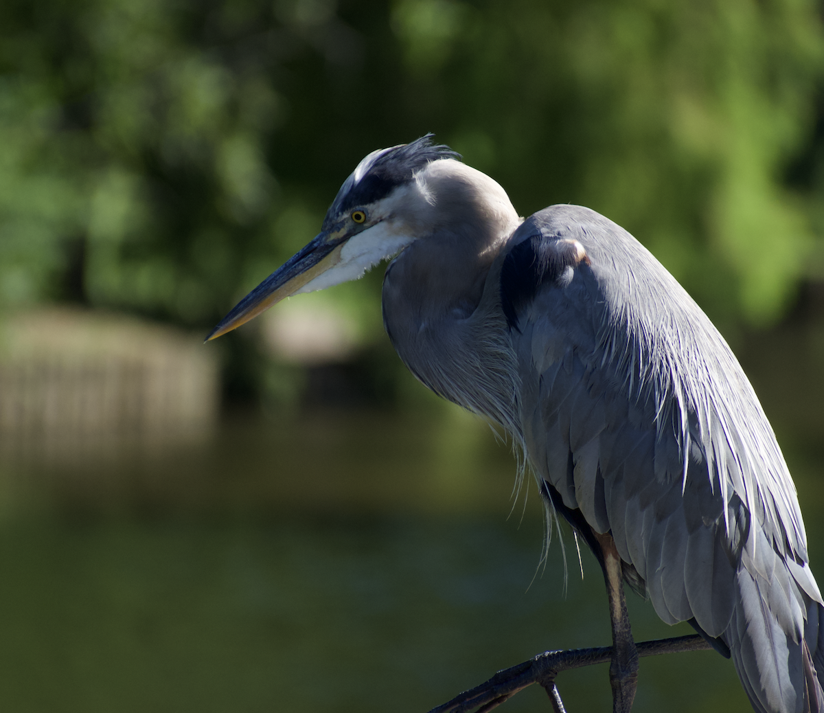 Great Blue Heron - ML473604591