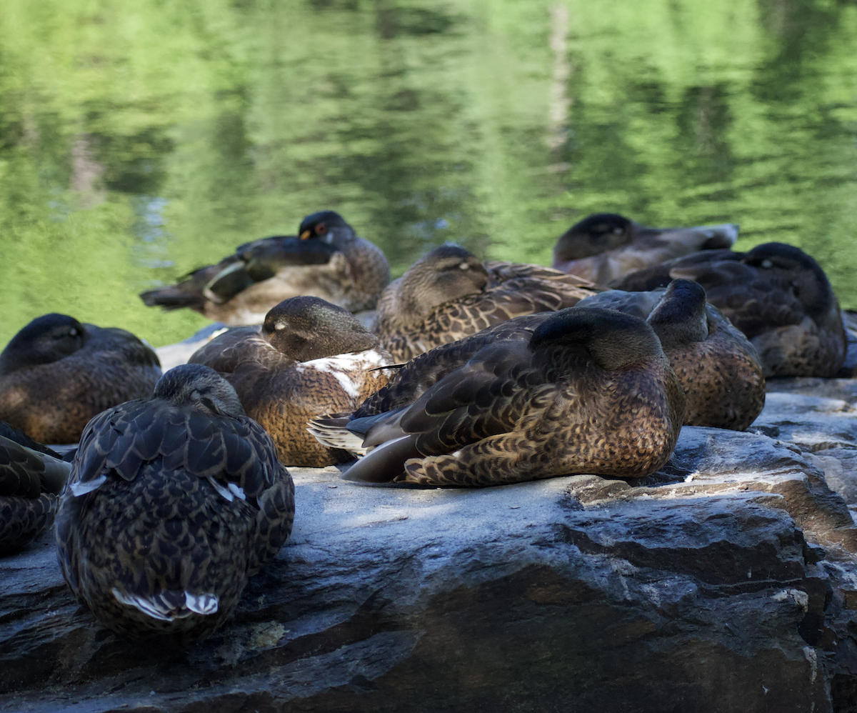 Mallard - ML473604691