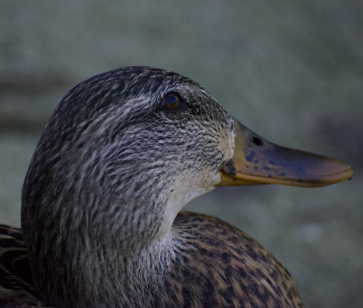 Mallard - ML473604701