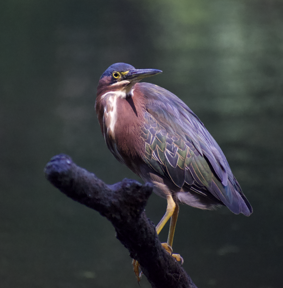 Green Heron - ML473604721