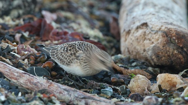 Baird's Sandpiper - ML473605131