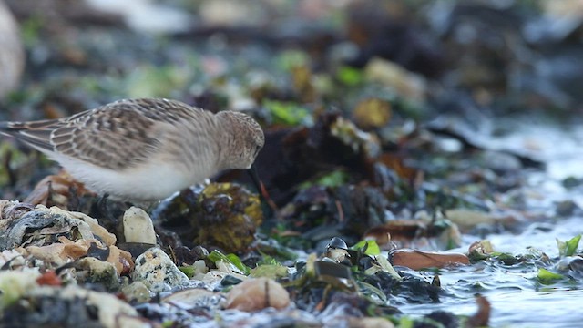 Bairdstrandläufer - ML473605181