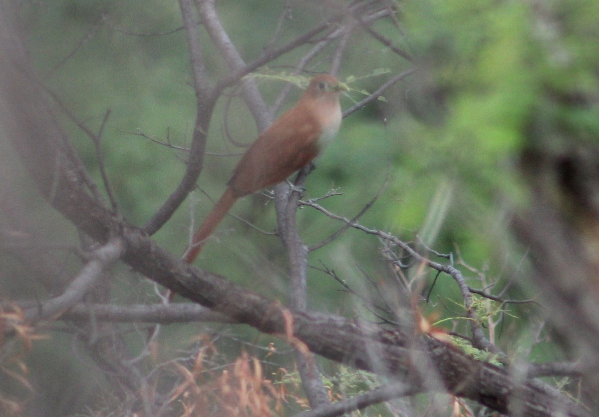 Squirrel Cuckoo (West Mexico) - Tommy DeBardeleben