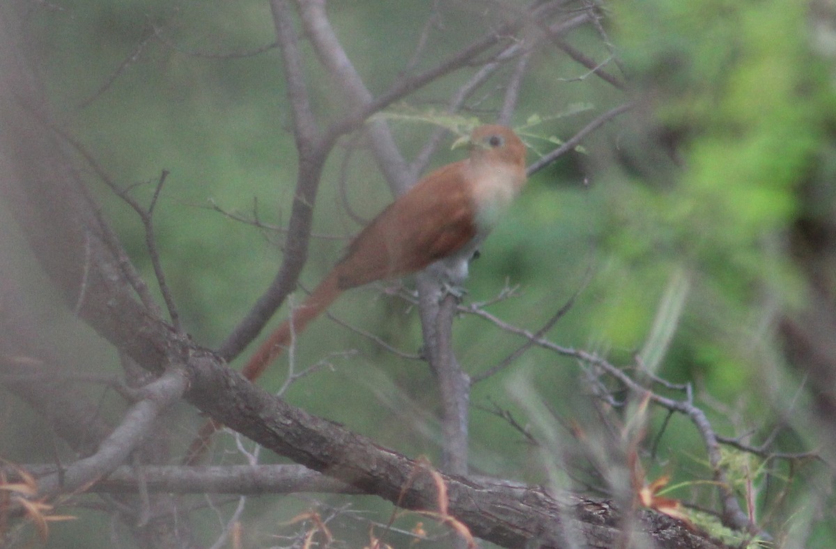 Squirrel Cuckoo (West Mexico) - ML473605361
