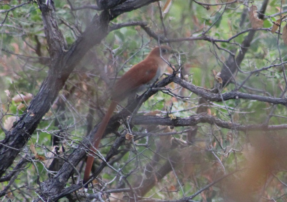 Squirrel Cuckoo (West Mexico) - ML473605401