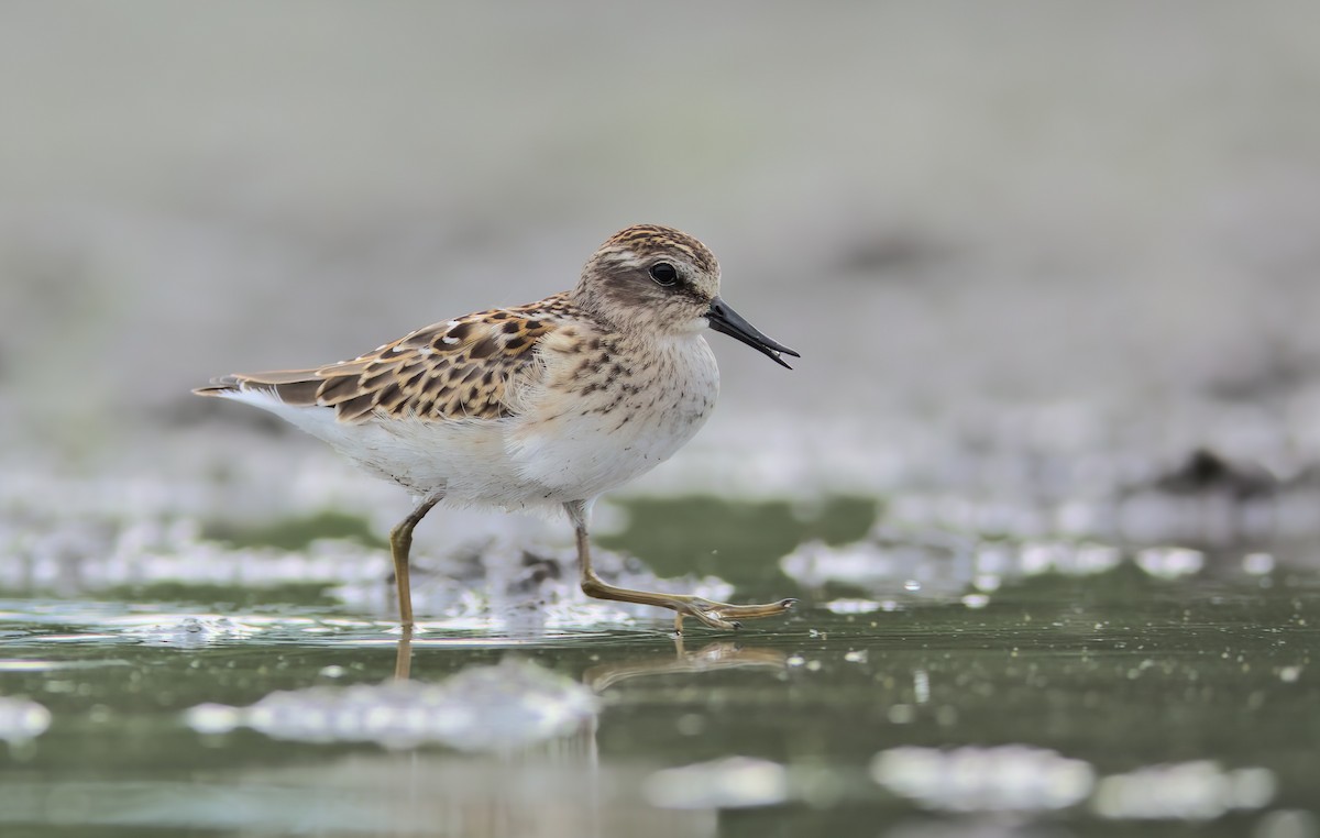 Least Sandpiper - ML473606161