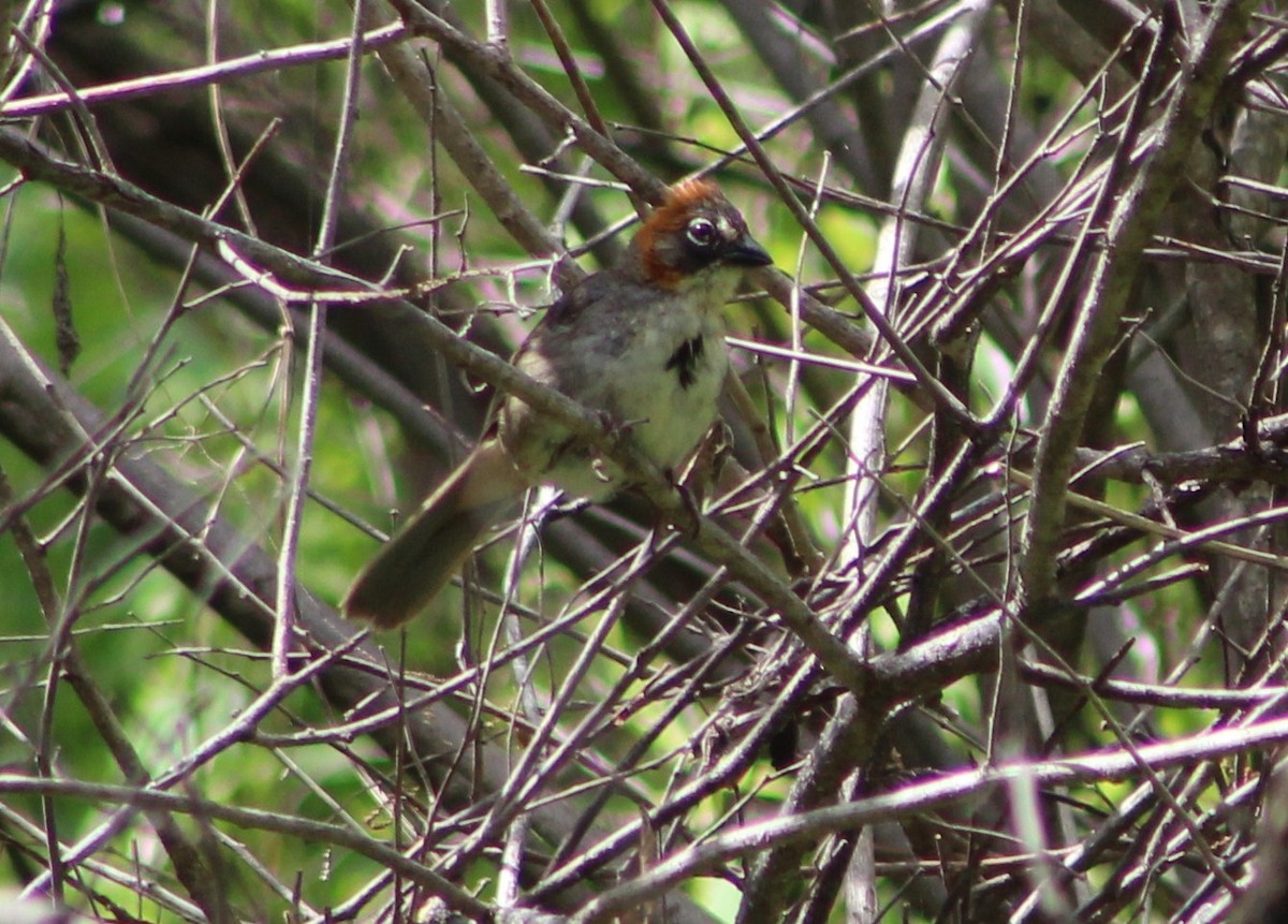 Rusty-crowned Ground-Sparrow - Tommy DeBardeleben