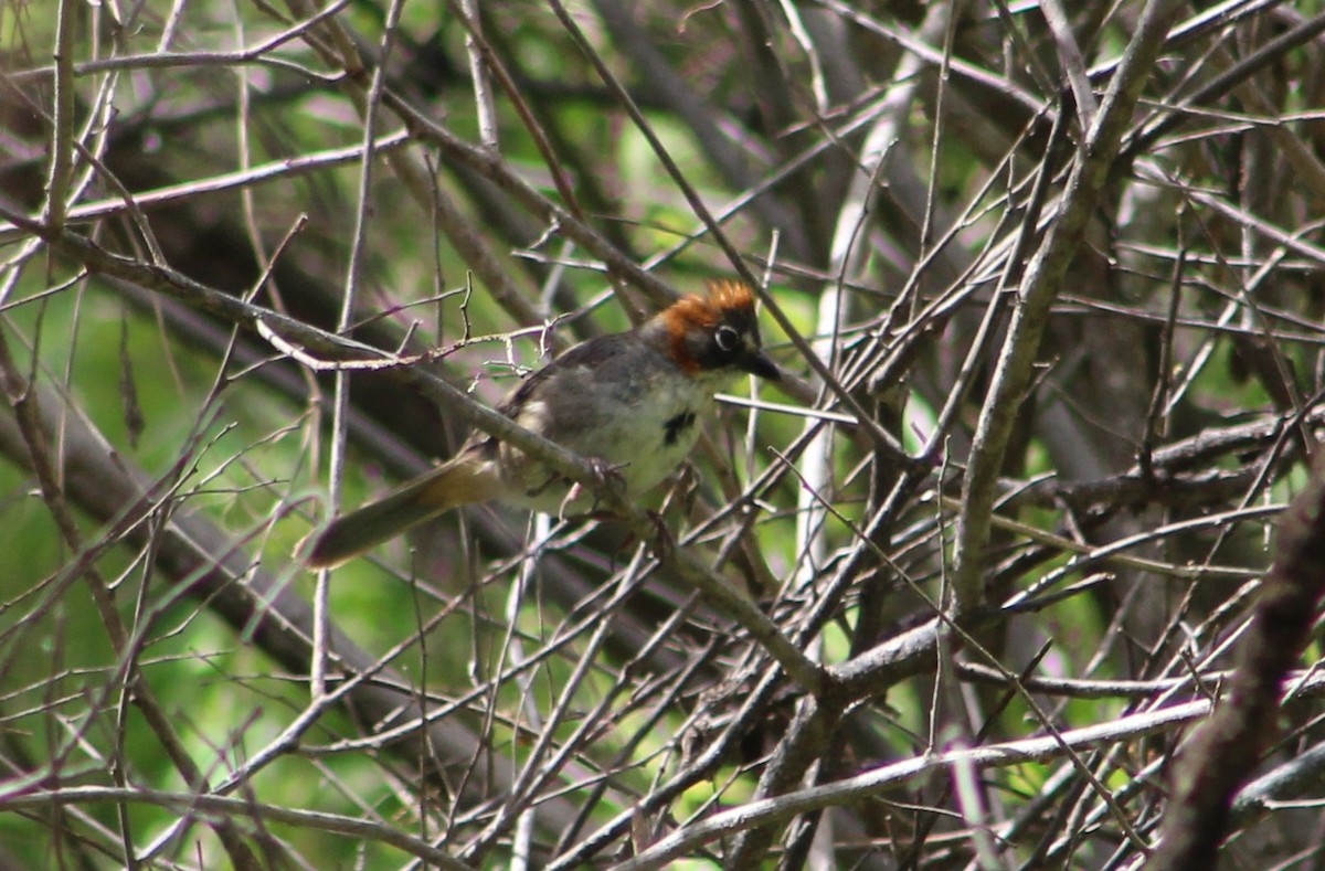 Rusty-crowned Ground-Sparrow - Tommy DeBardeleben