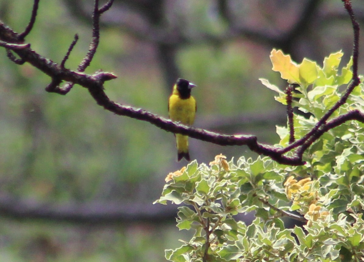 Black-headed Siskin - Tommy DeBardeleben