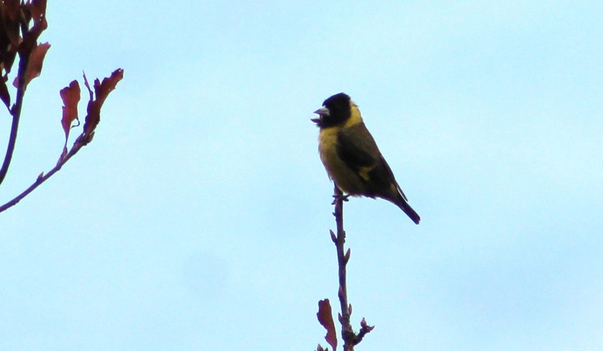 Black-headed Siskin - Tommy DeBardeleben